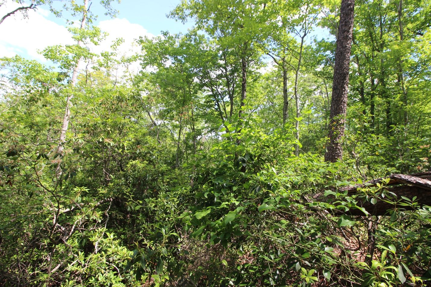 Wooded ridge vegetation