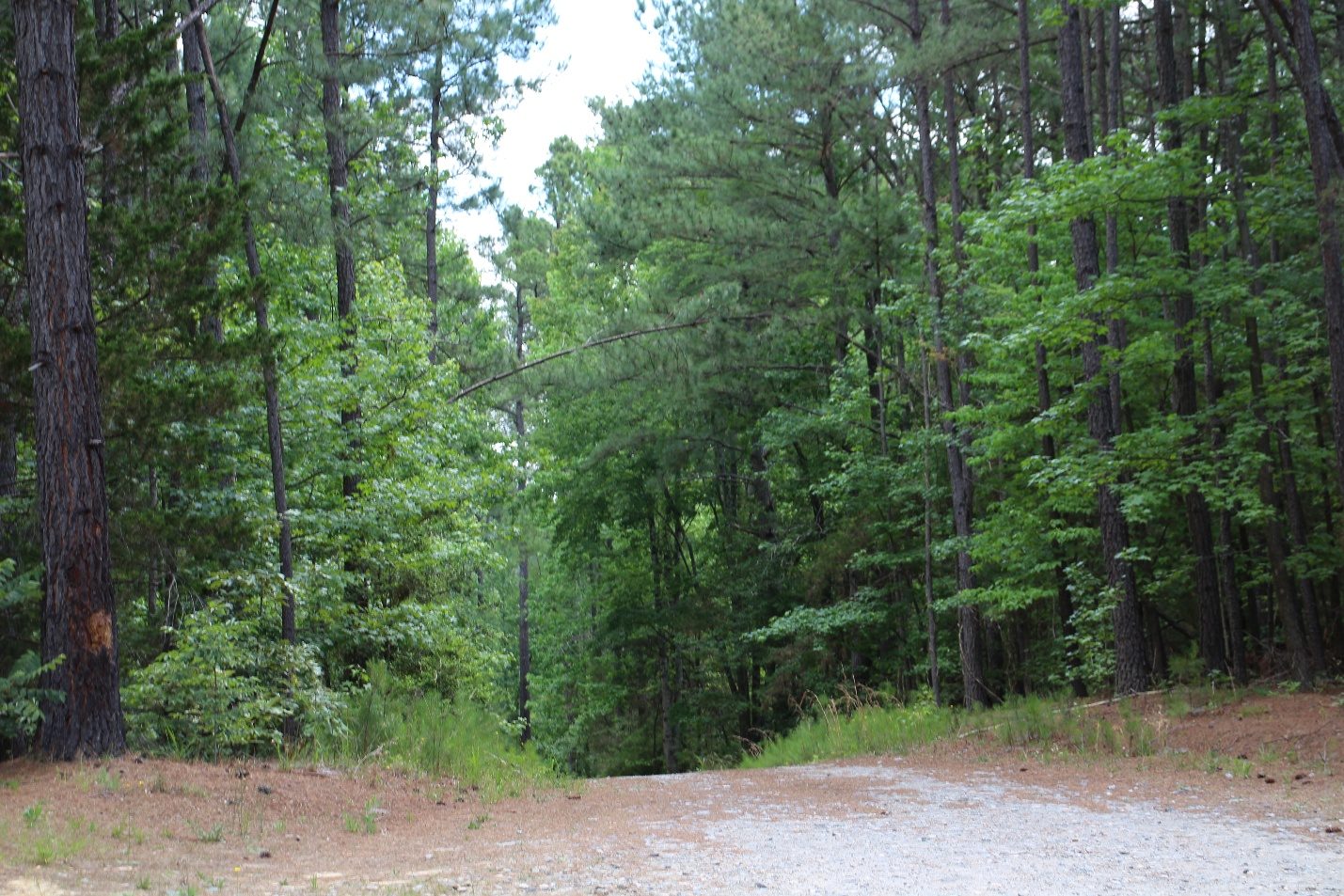 Rolling wooded terrain
