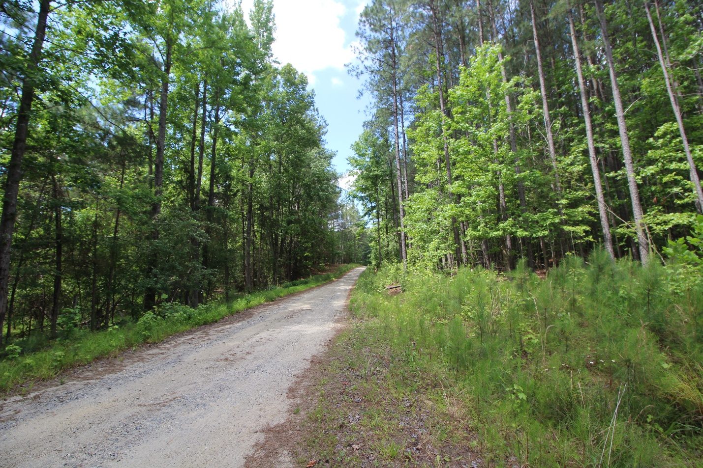 Private woodland lane