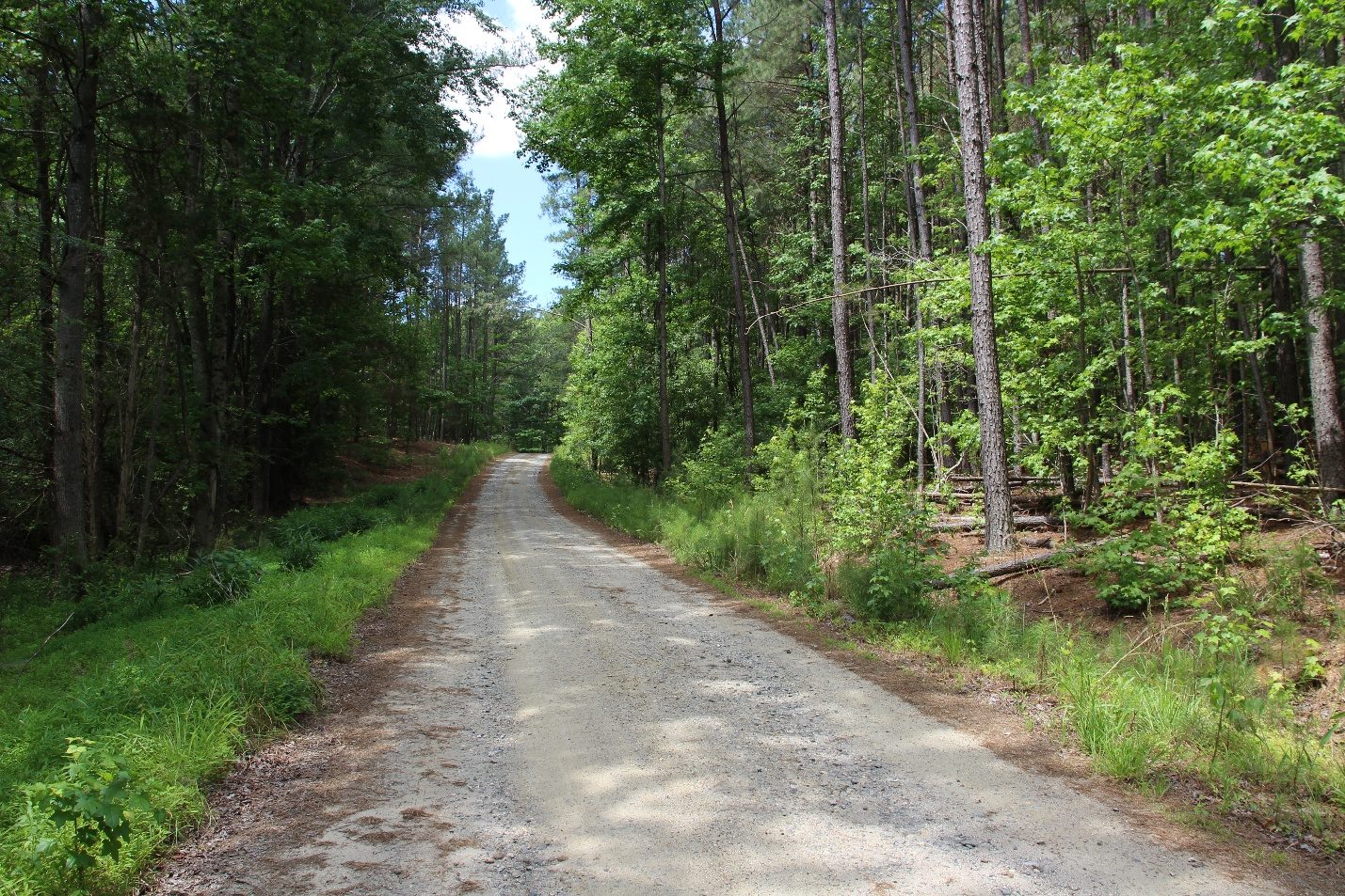 Fitzhughs Bluff woodland setting