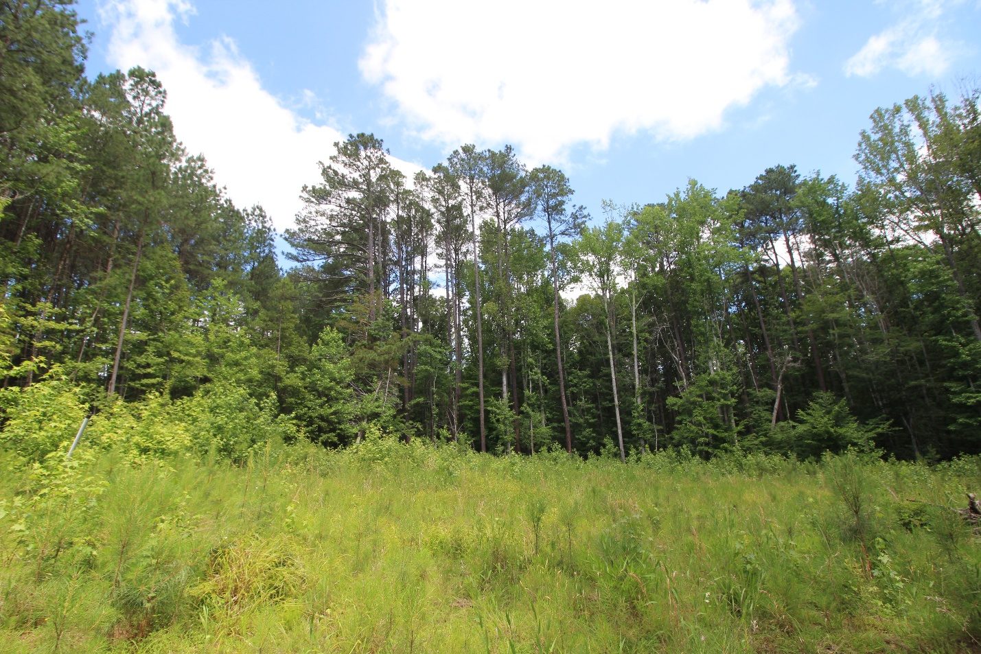Open meadow at Fitzhughs Bluff