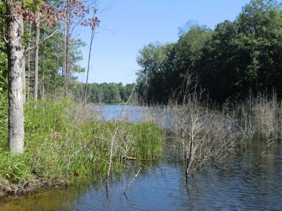 MSP 38R waterfront landscape