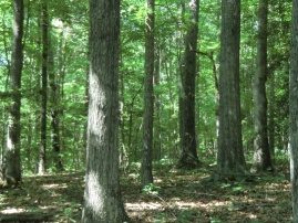 Hardwood trees at the homesite