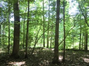 Mature hardwood woodland