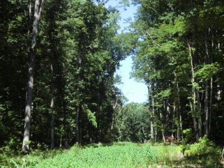 Open easement corridor